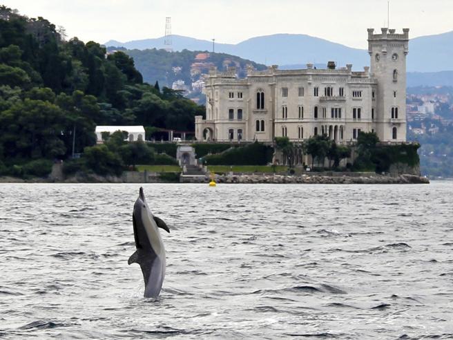 delfino a trieste